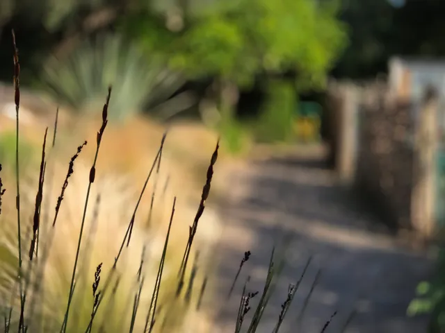 Chelsea Physic Garden - Photo Daniela Sheppard