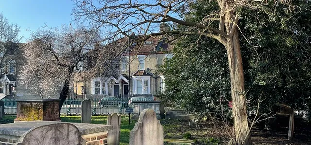 Headstones and sunlit tree