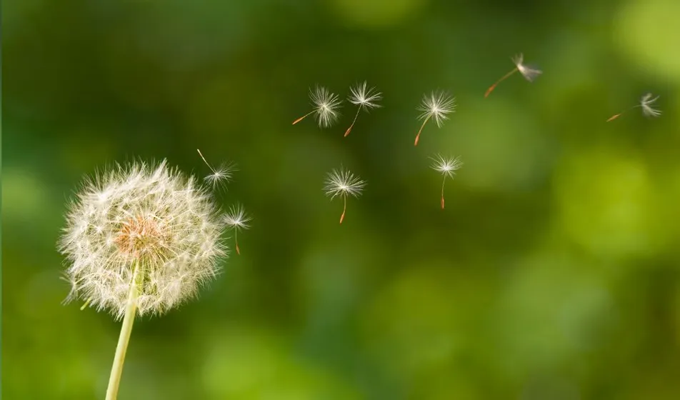 Dandelion seeds blowing in the wind